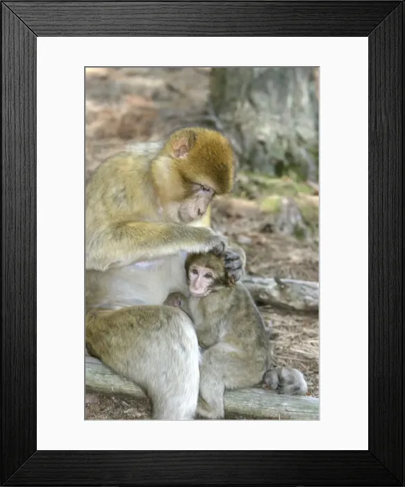 Framed Print : Barbary macaque / ape or rock ape - female grooming young. Monkey Mountain, Alsace. France. Distribution: Algeria, Morocco, Tunisia and Gibraltar Framed Print : Barbary macaque / ape or rock ape - female grooming young. Monkey Mountain, Alsace. France. Distribution: Algeria, Morocco, Tunisia and Gibraltar