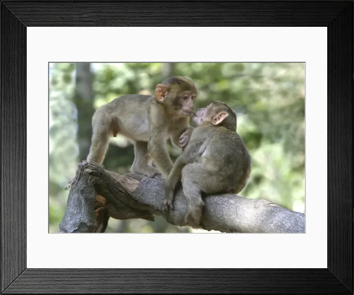 Framed Print : Barbary macaque / ape or rock ape - young playing. Monkey Mountain, Alsace. France. Distribution: Algeria, Morocco, Tunisia and Gibraltar Framed Print : Barbary macaque / ape or rock ape - young playing. Monkey Mountain, Alsace. France. Distribution: Algeria, Morocco, Tunisia and Gibraltar