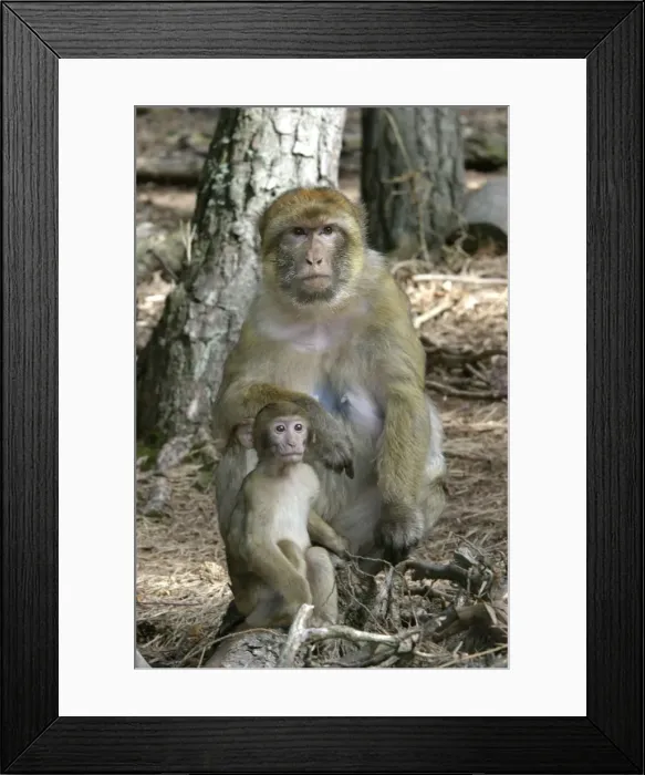 Framed Print : Barbary macaque / ape or rock ape - female and young. Monkey Mountain, Alsace. France. Distribution: Algeria, Morocco, Tunisia and Gibraltar Framed Print : Barbary macaque / ape or rock ape - female and young. Monkey Mountain, Alsace. France. Distribution: Algeria, Morocco, Tunisia and Gibraltar