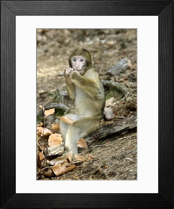 Framed Print : Barbary macaque / ape or rock ape - young. Monkey Mountain, Alsace. France. Distribution: Algeria, Morocco, Tunisia and Gibraltar Framed Print : Barbary macaque / ape or rock ape - young. Monkey Mountain, Alsace. France. Distribution: Algeria, Morocco, Tunisia and Gibraltar