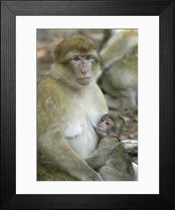 Framed Print : Barbary macaque / ape or rock ape - female suckling young. Monkey Mountain, Alsace. France. Distribution: Algeria, Morocco, Tunisia and Gibraltar Framed Print : Barbary macaque / ape or rock ape - female suckling young. Monkey Mountain, Alsace. France. Distribution: Algeria, Morocco, Tunisia and Gibraltar