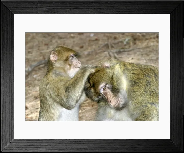 Framed Print : Barbary macaque / ape or rock ape - female grooming male. Monkey Mountain, Alsace. France. Distribution: Algeria, Morocco, Tunisia and Gibraltar Framed Print : Barbary macaque / ape or rock ape - female grooming male. Monkey Mountain, Alsace. France. Distribution: Algeria, Morocco, Tunisia and Gibraltar