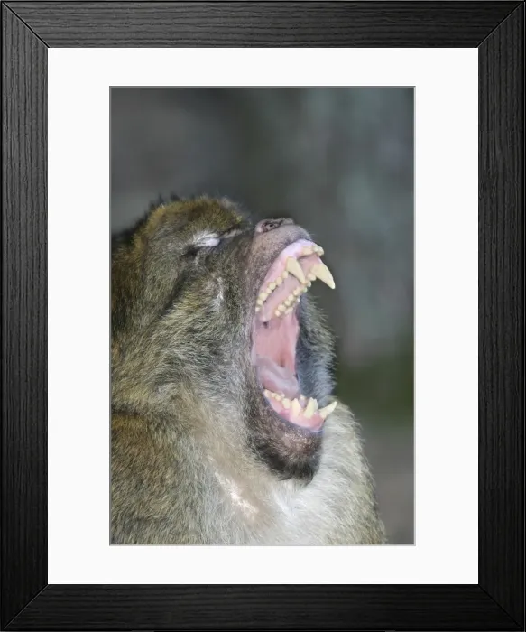 Framed Print : Barbary macaque / ape or rock ape - male performing aggressive, intimidation yawn. Monkey Mountain, Alsace. France. Distribution: Algeria, Morocco, Tunisia and Gibraltar Framed Print : Barbary macaque / ape or rock ape - male performing aggressive, intimidation yawn. Monkey Mountain, Alsace. France. Distribution: Algeria, Morocco, Tunisia and Gibraltar