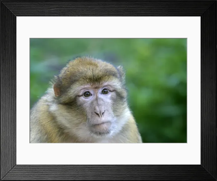 Framed Print : Barbary macaque  /  ape or rock ape - female. Monkey Mountain, Alsace. France. Distribution: Algeria, Morocco, Tunisia and Gibraltar