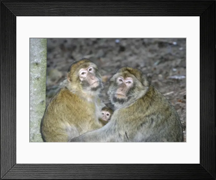 Framed Print : Barbary macaque / ape or rock apes - adults protecting young. Monkey Mountain, Alsace. France. Distribution: Algeria, Morocco, Tunisia and Gibraltar Framed Print : Barbary macaque / ape or rock apes - adults protecting young. Monkey Mountain, Alsace. France. Distribution: Algeria, Morocco, Tunisia and Gibraltar