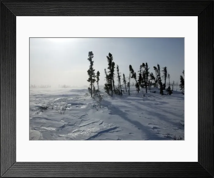Framed Print : Tundra in snow storm. Churchill, Manitoba. Canada Framed Print : Tundra in snow storm. Churchill, Manitoba. Canada