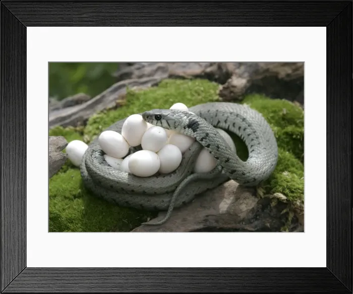 Framed Print : Grass / Ringed Snake - protecting eggs. Alsace. France Framed Print : Grass / Ringed Snake - protecting eggs. Alsace. France