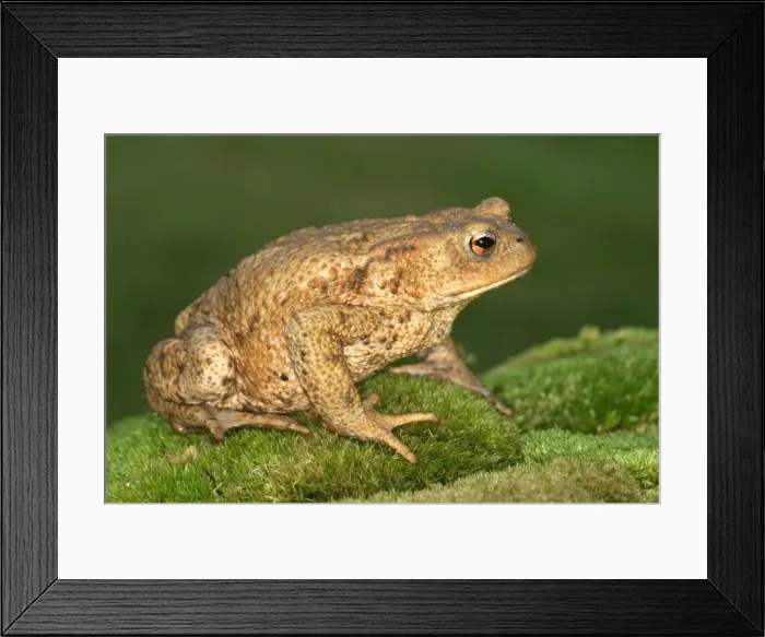 Framed Print : Common Toad - side view. Alsace. France Framed Print : Common Toad - side view. Alsace. France