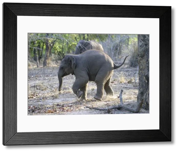 Framed Print : Asian elephant - calf Bandhavgarh NP India Framed Print : Asian elephant - calf Bandhavgarh NP India