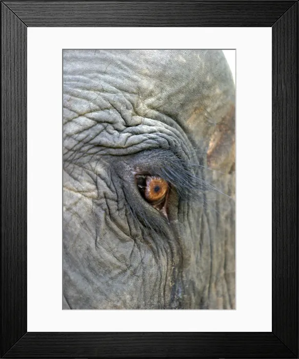 Framed Print : Asian elephant - close-up of eye and surrounding skin in detail Bandhavgarh NP India Framed Print : Asian elephant - close-up of eye and surrounding skin in detail Bandhavgarh NP India