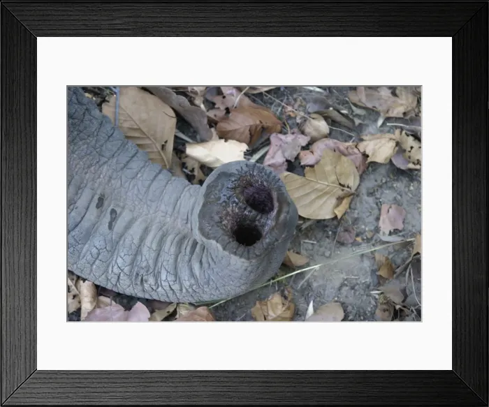 Framed Print : Asian elephant - trunk and nostril in detail Bandhavgarh NP India Framed Print : Asian elephant - trunk and nostril in detail Bandhavgarh NP India