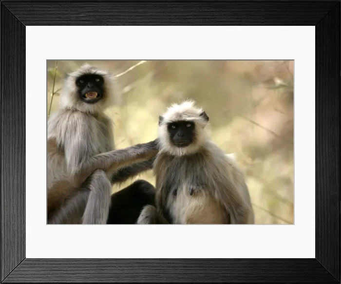 Framed Print : Hanuman / Grey / Common Langur monkeys - grooming fur. Bandhavgarh NP, India Framed Print : Hanuman / Grey / Common Langur monkeys - grooming fur. Bandhavgarh NP, India