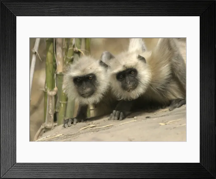 Framed Print : Hanuman / Grey / Common Langur monkeys - two Bandhavgarh NP, India Framed Print : Hanuman / Grey / Common Langur monkeys - two Bandhavgarh NP, India