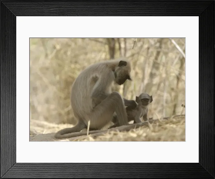 Framed Print : Hanuman / Grey / Common Langur monkeys - adult grooming young. Bandhavgarh NP, India Framed Print : Hanuman / Grey / Common Langur monkeys - adult grooming young. Bandhavgarh NP, India