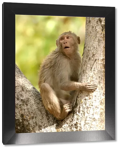 Rhesus Macaque Monkey - male sitting in tree Bandhavgarh NP, India. Distribution: Afghanistan to northern India and southern China