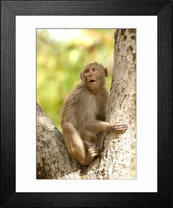 Framed Print : Rhesus Macaque Monkey - male sitting in tree Bandhavgarh NP, India. Distribution: Afghanistan to northern India and southern China Framed Print : Rhesus Macaque Monkey - male sitting in tree Bandhavgarh NP, India. Distribution: Afghanistan to northern India and southern China