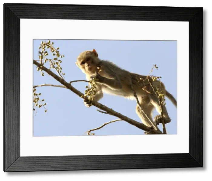 Framed Print : Rhesus Macaque Monkey - female climbing in tree, to forage for fruit. Bandhavgarh NP, India. Distribution: Afghanistan to northern India and southern China Framed Print : Rhesus Macaque Monkey - female climbing in tree, to forage for fruit. Bandhavgarh NP, India. Distribution: Afghanistan to northern India and southern China