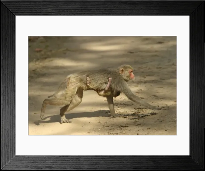 Framed Print : Rhesus Macaque Monkey - female walking, carrying young. Side view. Bandhavgarh NP, India. Distribution: Afghanistan to northern India and southern China Framed Print : Rhesus Macaque Monkey - female walking, carrying young. Side view. Bandhavgarh NP, India. Distribution: Afghanistan to northern India and southern China