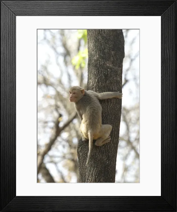 Framed Print : Rhesus Macaque Monkey - adult climbing tree. Bandhavgarh NP, India. Distribution: Afghanistan to northern India and southern China Framed Print : Rhesus Macaque Monkey - adult climbing tree. Bandhavgarh NP, India. Distribution: Afghanistan to northern India and southern China