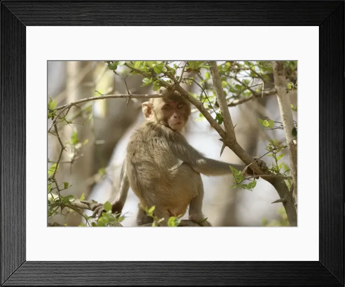 Framed Print : Rhesus Macaque Monkey - sitting in tree. Bandhavgarh NP, India. Distribution: Afghanistan to northern India and southern China Framed Print : Rhesus Macaque Monkey - sitting in tree. Bandhavgarh NP, India. Distribution: Afghanistan to northern India and southern China
