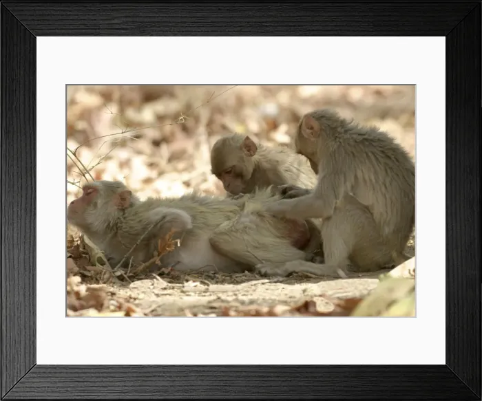 Framed Print : Rhesus Macaque Monkey - group grooming fur. Bandhavgarh NP, India. Distribution: Afghanistan to northern India and southern China Framed Print : Rhesus Macaque Monkey - group grooming fur. Bandhavgarh NP, India. Distribution: Afghanistan to northern India and southern China