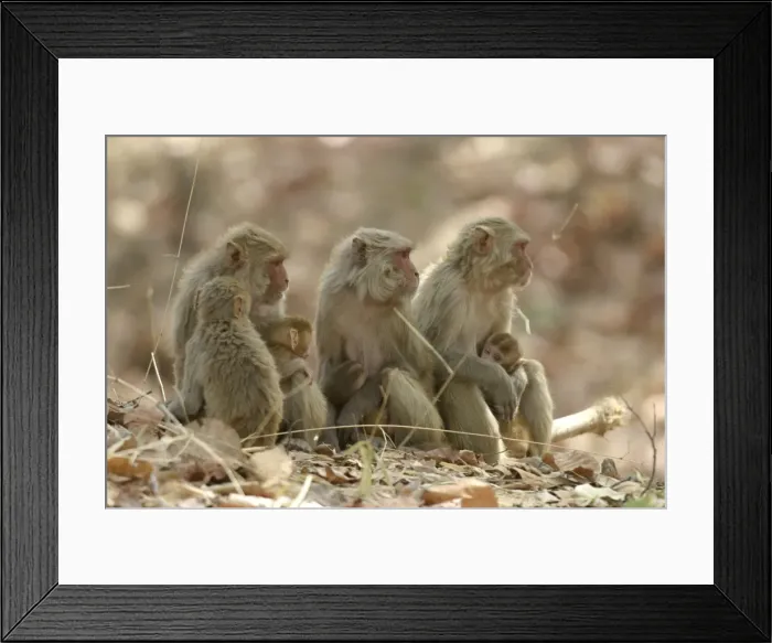 Framed Print : Rhesus Macaque Monkey - nursing female group, suckling young. Bandhavgarh NP, India. Distribution: Afghanistan to northern India and southern China Framed Print : Rhesus Macaque Monkey - nursing female group, suckling young. Bandhavgarh NP, India. Distribution: Afghanistan to northern India and southern China
