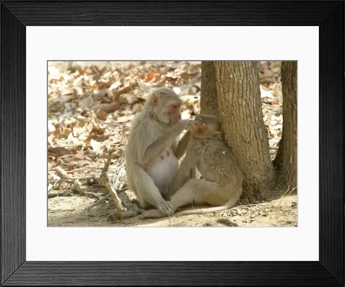 Framed Print : Rhesus Macaque Monkey - grooming fur. Bandhavgarh NP, India. Distribution: Afghanistan to northern India and southern China Framed Print : Rhesus Macaque Monkey - grooming fur. Bandhavgarh NP, India. Distribution: Afghanistan to northern India and southern China