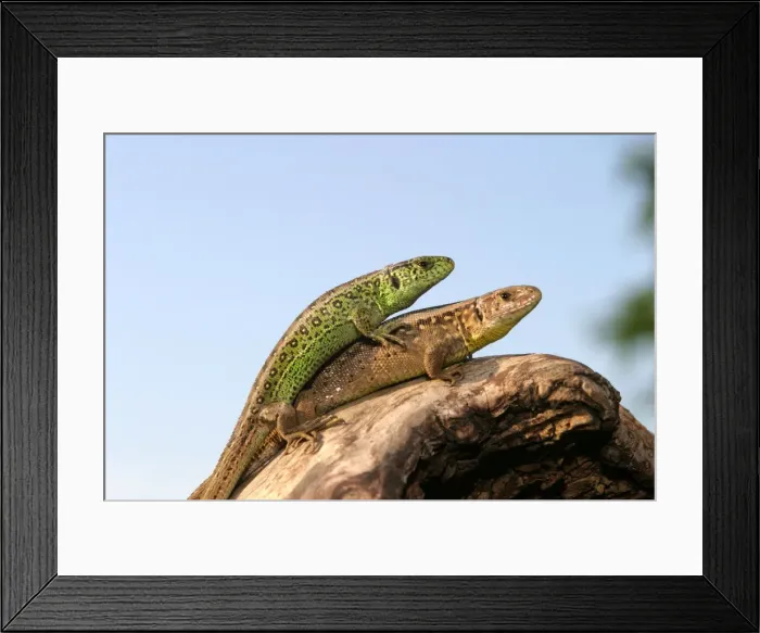 Framed Print : Sand Lizard - pair mating (male on top). France Framed Print : Sand Lizard - pair mating (male on top). France