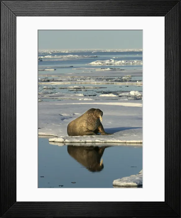 Framed Print : Atlantic / Whiskered Walrus - scarred male resting at edge of ice floe. North Spitzbergen. Svalbard Framed Print : Atlantic / Whiskered Walrus - scarred male resting at edge of ice floe. North Spitzbergen. Svalbard