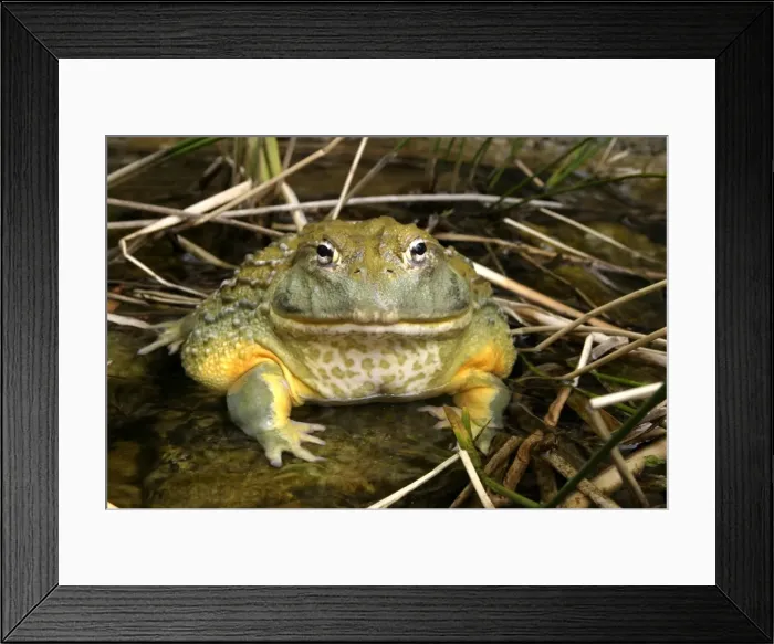 Framed Print : African Bullfrog or Giant Pyxie Cape Province, South Africa Framed Print : African Bullfrog or Giant Pyxie Cape Province, South Africa