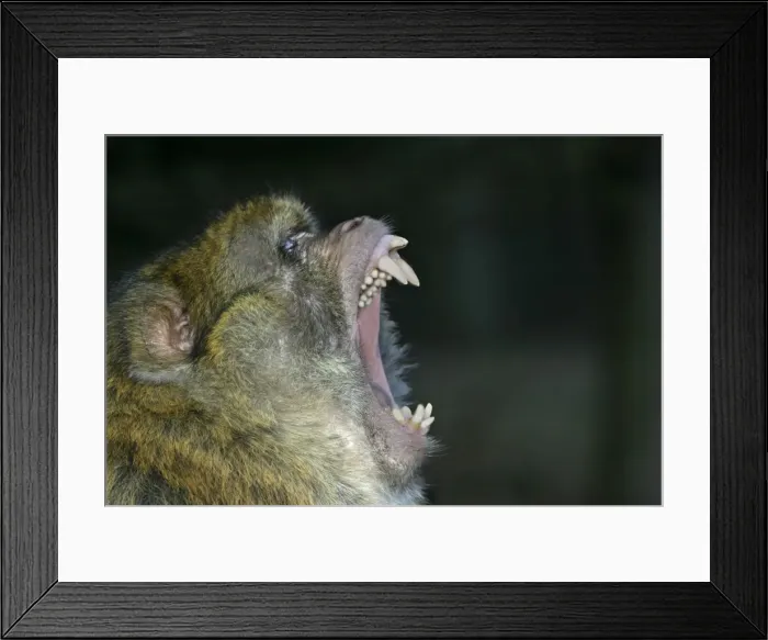 Framed Print : Barbary Macaque / Barbary Ape / Rock Ape - Male, intimidation Mountain of Monkeys, Kintzheim, Alsace, France Framed Print : Barbary Macaque / Barbary Ape / Rock Ape - Male, intimidation Mountain of Monkeys, Kintzheim, Alsace, France