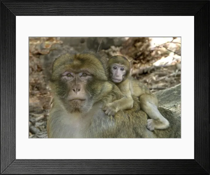 Framed Print : Barbary Macaque / Barbary Ape / Rock Ape - male with baby. Mountain of Monkeys - Alsace - France Framed Print : Barbary Macaque / Barbary Ape / Rock Ape - male with baby. Mountain of Monkeys - Alsace - France