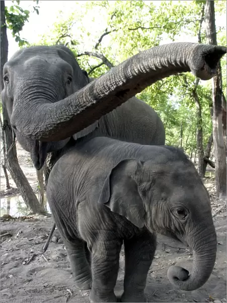 Asian  /  Indian Elephant - adult and young. Bandhavgarh National Park - India