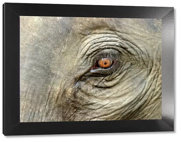 Asian  /  Indian Elephant - eye close-up. Bandhavgarh National Park - India
