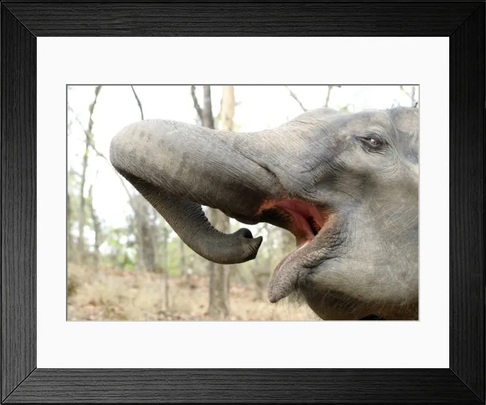 Framed Print : Asian / Indian Elephant. Bandhavgarh National Park - India Framed Print : Asian / Indian Elephant. Bandhavgarh National Park - India