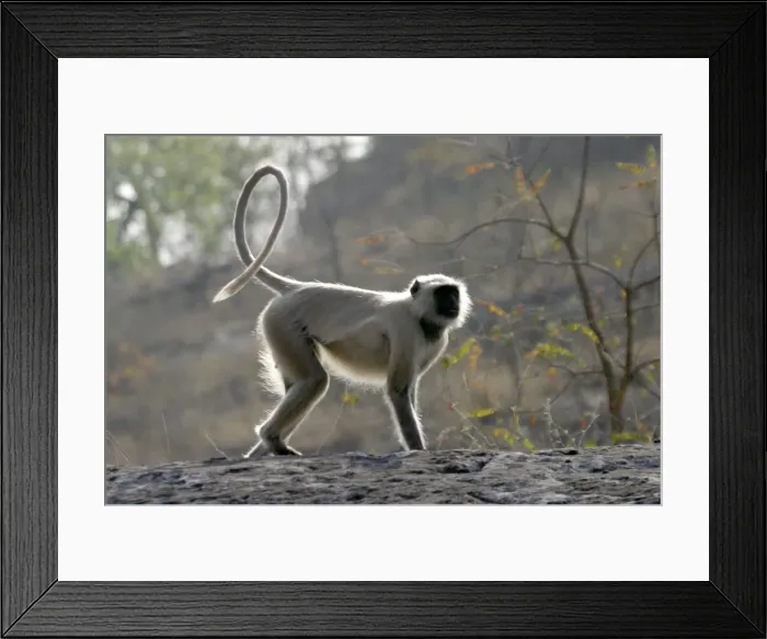 Framed Print : Hanuman Langur Monkey. Bandhavgarh National Park - India Framed Print : Hanuman Langur Monkey. Bandhavgarh National Park - India