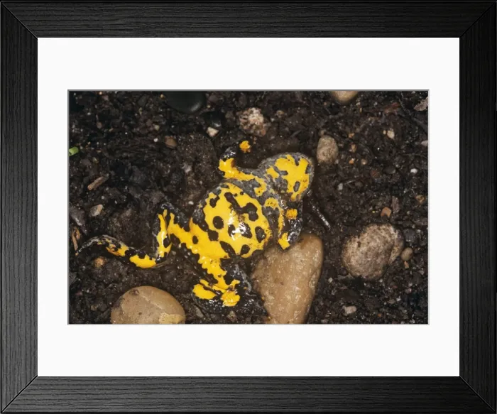 Framed Print : Yellow-bellied Toad Framed Print : Yellow-bellied Toad