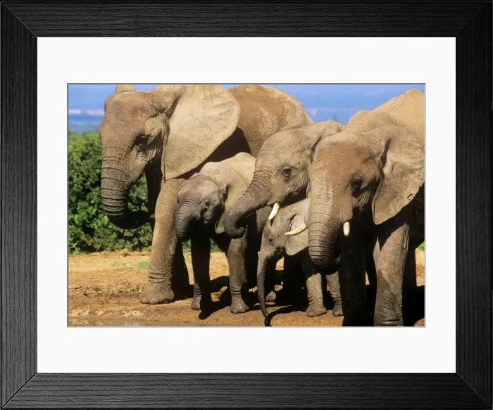Framed Print : African Elephant Addo National Park, South Africa Framed Print : African Elephant Addo National Park, South Africa
