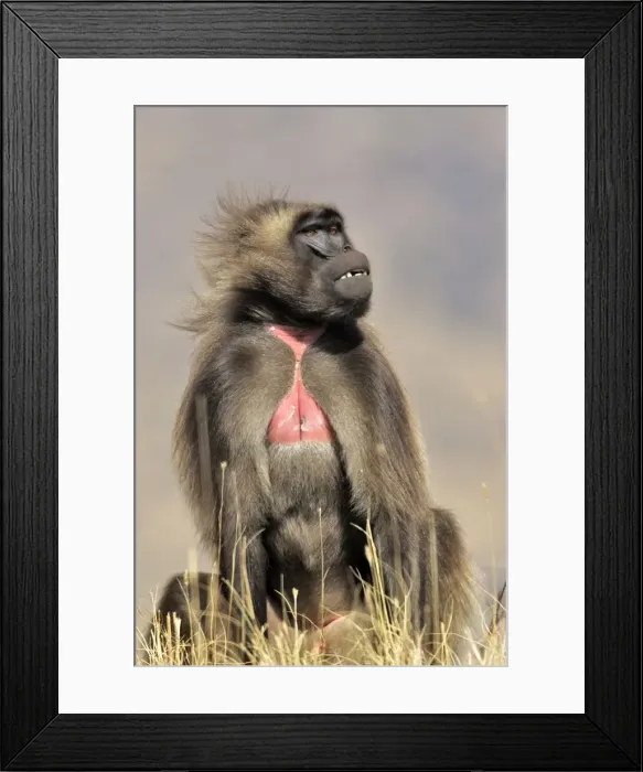 Framed Print : Gelada Baboon. Simien mountains - Ethiopia - Africa Framed Print : Gelada Baboon. Simien mountains - Ethiopia - Africa