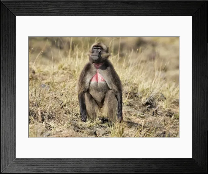 Framed Print : Gelada Baboon. Simien mountains - Ethiopia - Africa Framed Print : Gelada Baboon. Simien mountains - Ethiopia - Africa