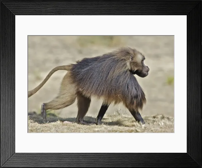 Framed Print : Gelada Baboon. Simien mountains - Ethiopia - Africa Framed Print : Gelada Baboon. Simien mountains - Ethiopia - Africa
