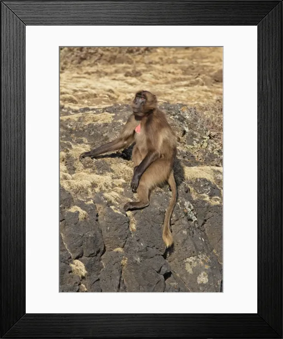 Framed Print : Gelada Baboon. Simien mountains - Ethiopia - Africa Framed Print : Gelada Baboon. Simien mountains - Ethiopia - Africa