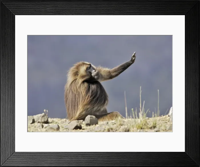 Framed Print : Gelada Baboon. Simien mountains - Ethiopia - Africa