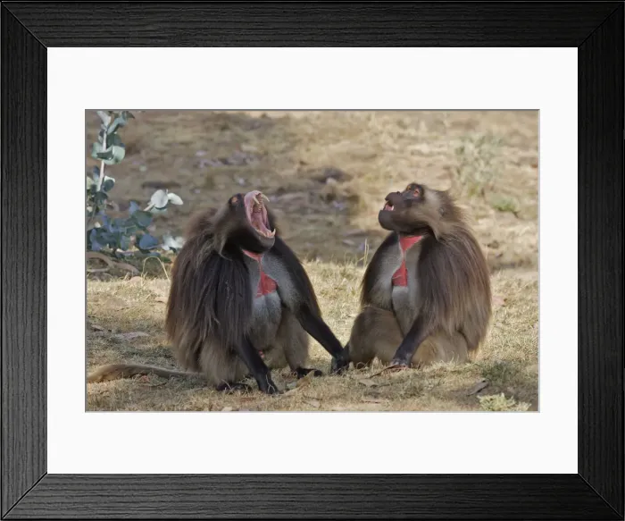 Framed Print : Gelada Baboon - two. Simien mountains - Ethiopia - Africa Framed Print : Gelada Baboon - two. Simien mountains - Ethiopia - Africa