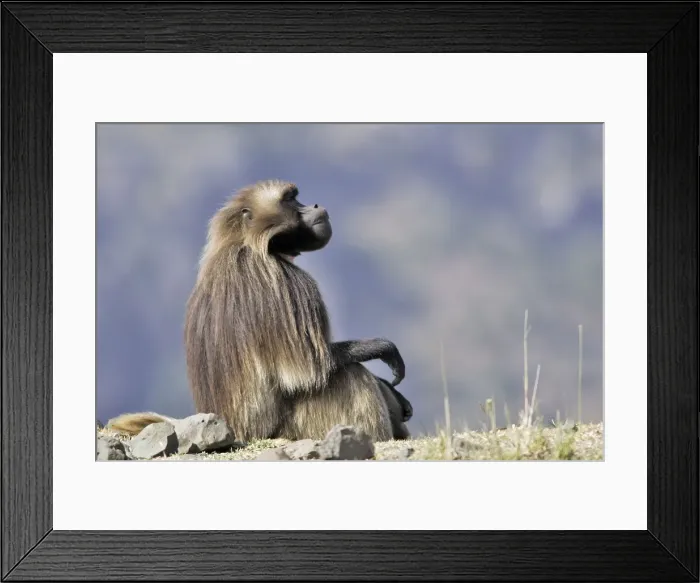 Framed Print : Gelada Baboon. Simien mountains - Ethiopia - Africa Framed Print : Gelada Baboon. Simien mountains - Ethiopia - Africa