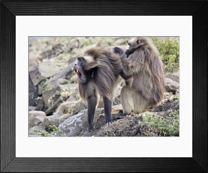 Framed Print : Gelada Baboon - two grooming. Simien mountains - Ethiopia - Africa Framed Print : Gelada Baboon - two grooming. Simien mountains - Ethiopia - Africa
