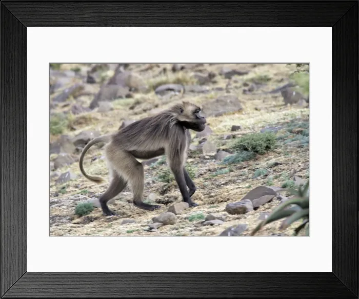 Framed Print : Gelada Baboon. Simien mountains - Ethiopia - Africa Framed Print : Gelada Baboon. Simien mountains - Ethiopia - Africa