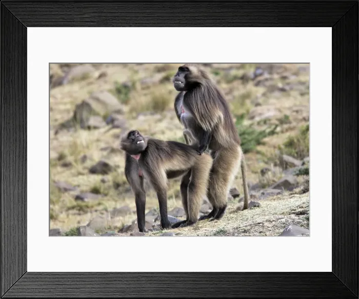 Framed Print : Gelada Baboon - pair mating. Simien mountains - Ethiopia - Africa
