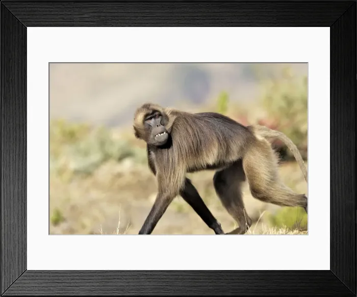 Framed Print : Gelada Baboon. Simien mountains - Ethiopia - Africa Framed Print : Gelada Baboon. Simien mountains - Ethiopia - Africa