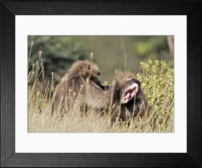 Framed Print : Gelada Baboon - two grooming. Simien mountains - Ethiopia - Africa Framed Print : Gelada Baboon - two grooming. Simien mountains - Ethiopia - Africa